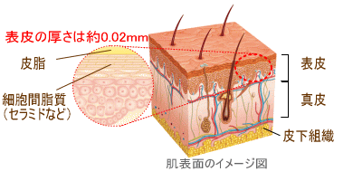肌表面のイメージ図。真皮・表皮・皮下組織。更に表皮の拡大図を用い、皮脂と細胞間脂質の位置を説明